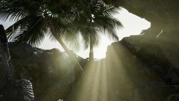 gros palmiers dans une grotte en pierre avec des rayons de soleil photo