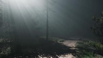matin de printemps brumeux dans la forêt de pins photo
