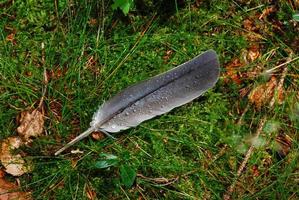 plume en gras vert photo