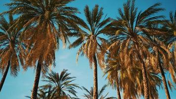 palmiers tropicaux exotiques à la vue d'été de bas en haut vers le ciel photo