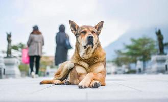 chien rue animal de compagnie animal vieux photo