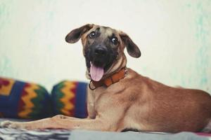 un chien heureux assis sur le lit avec sa langue tirée photo