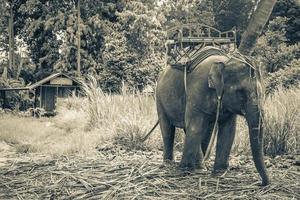 éléphants d'asie pour l'équitation du parc de la forêt tropicale tropicale de koh samui en thaïlande. photo