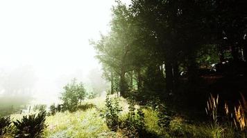 le soleil brille à travers les arbres dans un timelapse de jeune forêt photo