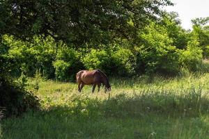 Bel étalon cheval brun sauvage sur la prairie de fleurs d'été photo