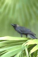 corbeau domestique oiseau de malaisie photo