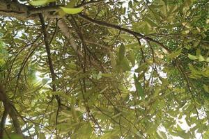 arbre durian dense pendant la journée photo