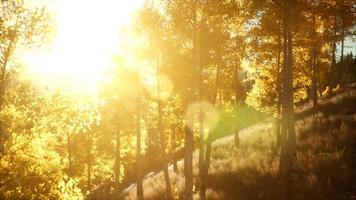 coucher de soleil lumineux dans les montagnes avec forêt photo