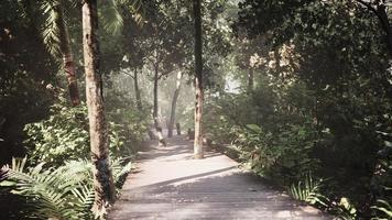 chemin de terrasse en bois dans la forêt photo
