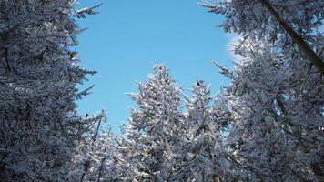 paysage d'hiver givré dans la forêt enneigée photo