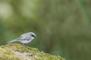 bel oiseau bushchat gris perché sur un rocher photo