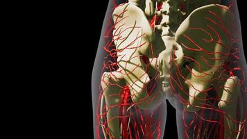 science anatomie des vaisseaux sanguins humains photo