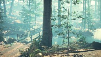 forêt brumeuse avec une douce lumière du soleil photo