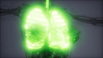 analyse de l'anatomie scientifique des poumons humains photo