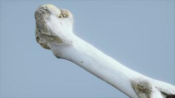 l'os de la jambe d'un gros animal photo