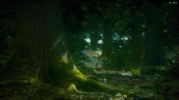 forêt de paysage sauvage avec des arbres et de la mousse sur les rochers photo