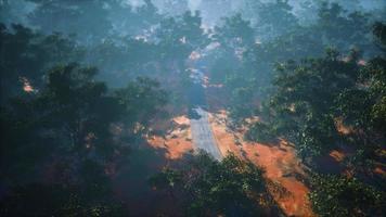 photo aérienne d'une route serpentant à travers des arbres verts