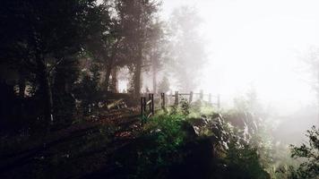 brouillard d'été dans la forêt photo