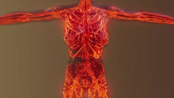analyse de l'anatomie des vaisseaux sanguins humains photo