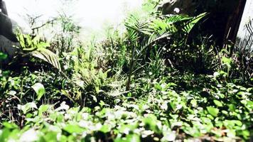 vue rapprochée sur la nature de l'herbe sur le fond tropical photo