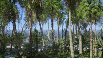 île déserte avec des palmiers sur la plage photo