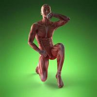 anatomie musculaire humaine photo