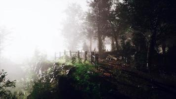 paysage magique de forêt d'été sombre avec des rayons de lumière chaude photo