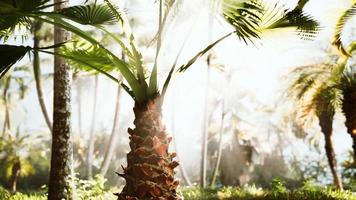 jardin tropical avec palmiers dans les rayons du soleil photo