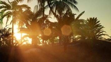 rayons du coucher du soleil à travers les palmiers photo