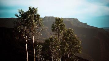 pins et montagnes huangshan en chine photo