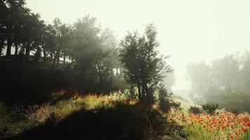 le soleil brille à travers les arbres dans un timelapse de jeune forêt photo