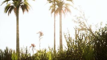 palmiers tropicaux et herbe aux beaux jours photo