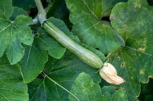 une citrouille immature est parmi les feuilles vertes photo