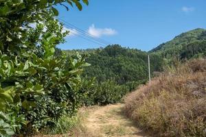 sous le ciel bleu, une route de campagne mène au verger photo