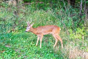 jeune cerf dans la forêt d'été photo