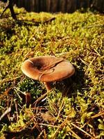 champignon dans la forêt d'épinettes dans la mousse photo