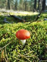 champignon dans la forêt d'épinettes dans la mousse photo