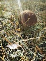 champignon dans la forêt d'épinettes dans la mousse photo