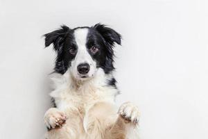 drôle de portrait en studio de mignon chiot souriant border collie isolé sur fond blanc. nouveau membre charmant de la famille petit chien regardant et attendant une récompense. concept de vie d'animaux de compagnie drôles. photo