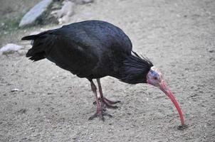 ibis oiseau animal photo