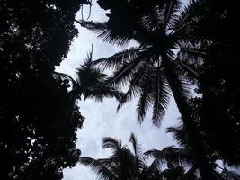 fond d'arbre dans le jardin de noix de coco photo