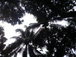 fond d'arbre dans le jardin de noix de coco photo