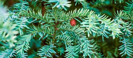 if européen, taxus baccata if à feuilles persistantes gros plan tonique, plante toxique avec des alcaloïdes de toxines photo