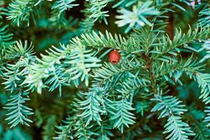 if européen, taxus baccata if à feuilles persistantes gros plan tonique, plante toxique avec des alcaloïdes de toxines photo