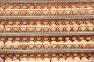 beaucoup d'oeufs dans la chaîne de production de l'usine d'oeufs photo