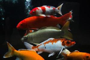 poisson koi nageant et isolé sur fond noir, certains poissons koi avec différentes variétés photo