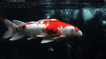 poisson koi, poisson koi rouge blanc isolé sur fond noir photo