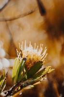 Protea en coussinet sur le buisson photo