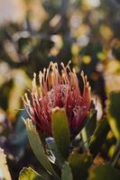 Protea en coussinet sur le buisson photo