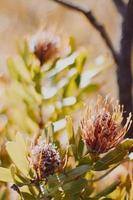 Protea en coussinet sur le buisson photo